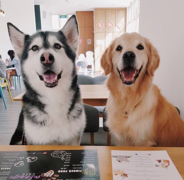 best dog cafe singapore 2022
