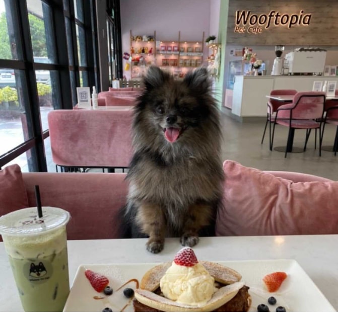 singapore top dog cafe